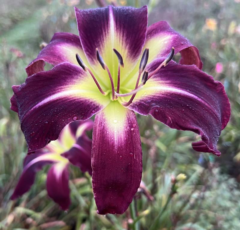 Tell Tchaikovsky The News 